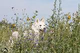 SIBERIAN HUSKY 084